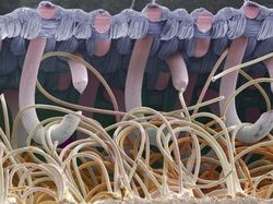 Foto Menakjubkan Terlihat Melalui Mikroskop