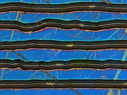 Foto Menakjubkan Terlihat Melalui Mikroskop