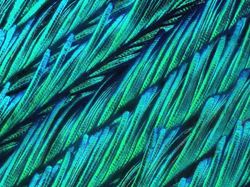 Foto Menakjubkan Terlihat Melalui Mikroskop