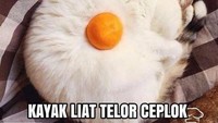Jangan salah fokus juga melihat ini, ini bukan telur mata sapi melainkan kucing berbulu putih yang tertidur dengan bola oranye di atas tubuhnya. Foto: Instagram/Twitter