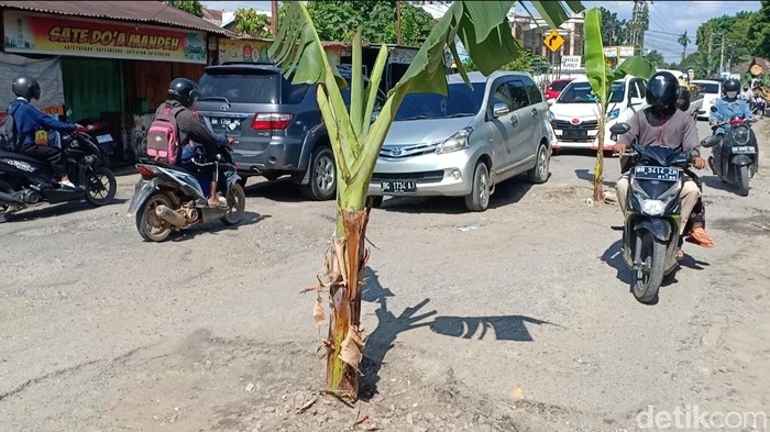 Pohon pisang di tengah jalan rusak di Jambi. (Ferdi Almunanda/detikSumut)