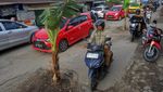 Kesal Tak Ada Perbaikan, Warga Tanam Pohon Pisang di Jalan Rusak