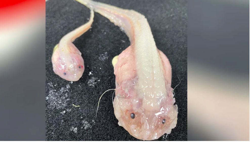 Rekor ikan terdalam dunia