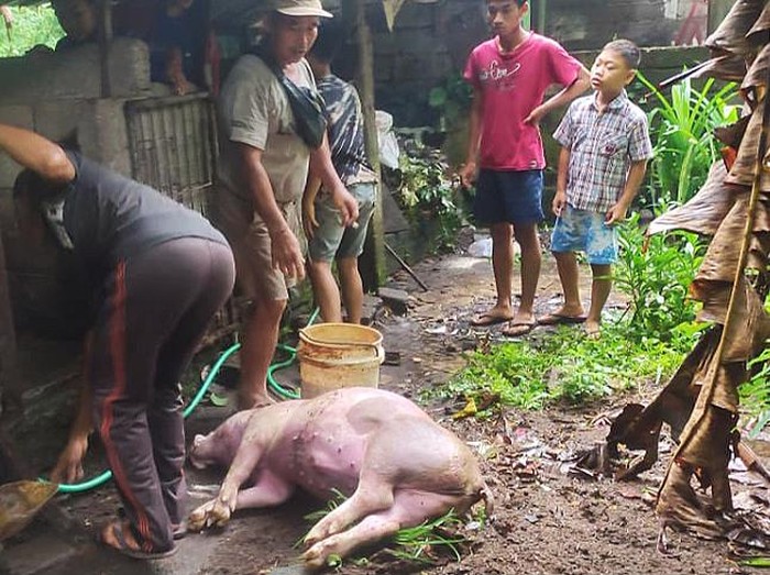 Ternak babi milik warga yang mati setelah disambar petir.
