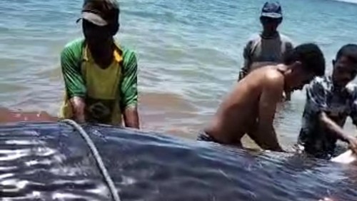 Tangkapan layar video viral ikan paus terdampar di Pantai Oebubun, Desa Oepuah, Kecamatan Biboki Moenleu, TTU, NTT.