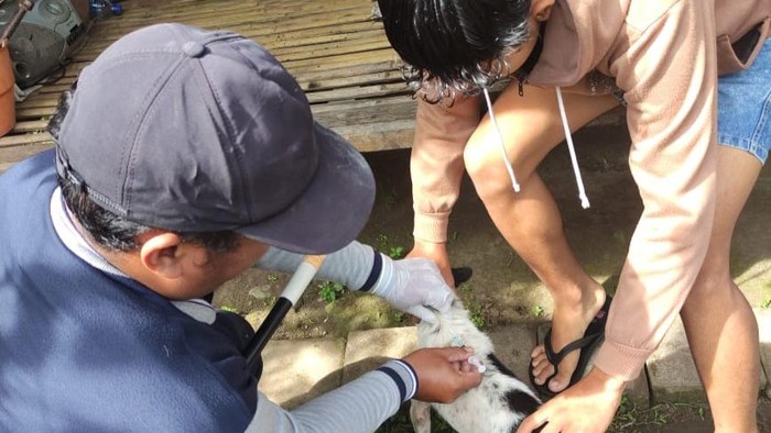 Pelaksanaan vaksinasi emergency di Kecamatan Mendoyo, Jembrana, Senin (3/4/2023).