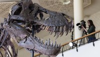 Penemuan fosil T-Rex sangat langka, kata Hans Jacob-Siber, ahli paleontologi di Museum Dinosaurus Aathal di Swiss.  