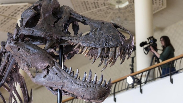 Wujud Kerangka T-Rex Berusia 67 Juta Tahun Bakal Dilelang di Swiss