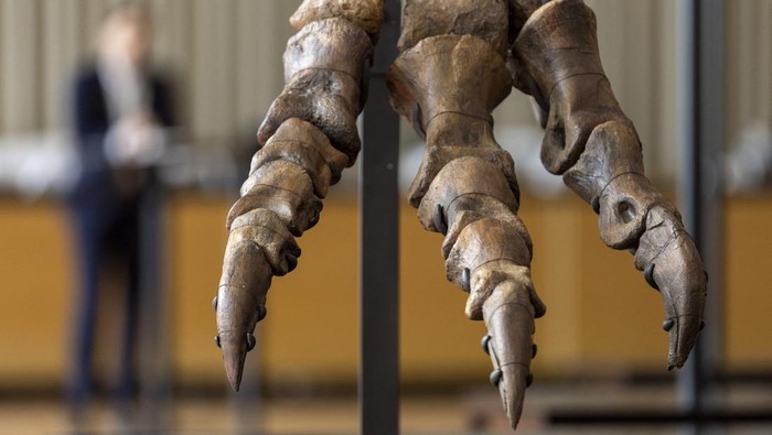 Wujud Kerangka T-Rex Berusia 67 Juta Tahun Bakal Dilelang di Swiss