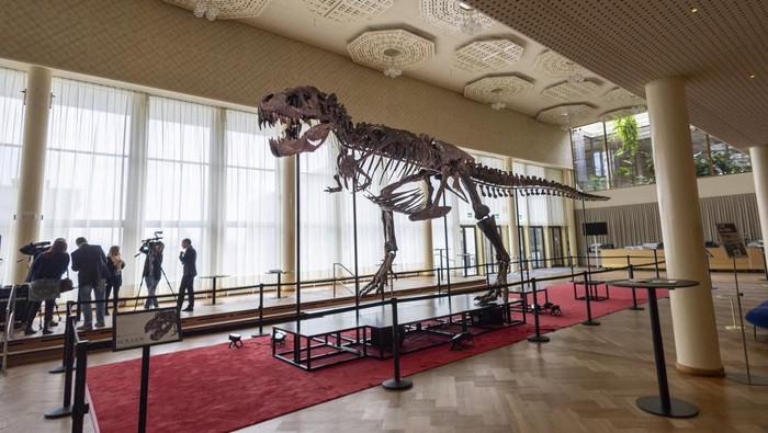 Wujud Kerangka T-Rex Berusia 67 Juta Tahun Bakal Dilelang di Swiss A 67-million-year-old T-Rex skeleton named