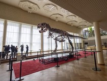 T-rex Ternyata Masih Bisa Tumbuh sampai Usia 40 Tahun