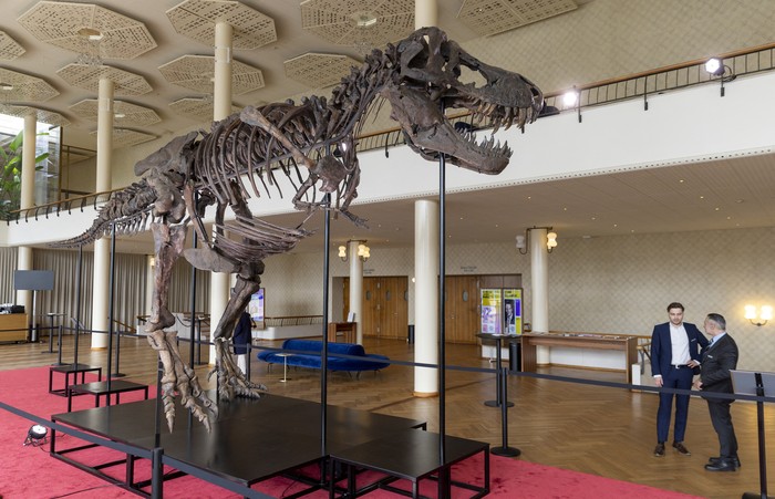 A 67-million-year-old T-Rex skeleton named TRX-293 TRINITY Tyrannosaurus and measuring 11.6m long and 3.9m high, is seen during a preview at Koller auction house in Zurich, Switzerland March 29, 2023. This king of dinosaurs is only the third such a creature ever offered at auction, and the first time in Europe and is expected to fetch 5 million to 8 million Swiss francs ($5.44-8.71 million USD) when it goes on sale in Zurich on April 18th. REUTERS/Denis Balibouse