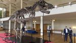 Wujud Kerangka T-Rex Berusia 67 Juta Tahun Bakal Dilelang di Swiss