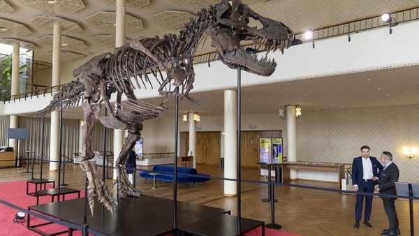 Wujud Kerangka T-Rex Berusia 67 Juta Tahun Bakal Dilelang di Swiss