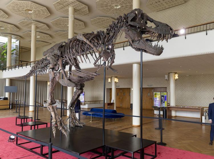 Wujud Kerangka T-Rex Berusia 67 Juta Tahun Bakal Dilelang di Swiss