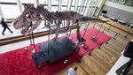 Wujud Kerangka T-Rex Berusia 67 Juta Tahun Bakal Dilelang di Swiss