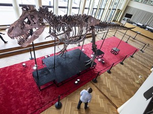 Kerangka T-Rex yang Terjual hingga Puluhan Miliar Rupiah