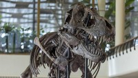 Berdiri dengan tinggi 3,9 meter dan panjang 11,6 meter, itu adalah kerangka T-Rex ketiga yang ditawarkan di lelang, dan yang pertama di Eropa.  