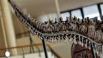 Wujud Kerangka T-Rex Berusia 67 Juta Tahun Bakal Dilelang di Swiss