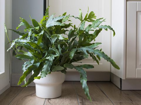 A plant of Blue Star fern (Phlebodium aureum), a fancy houseplant, on the floor in a house near a window.