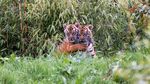 Alif dan Raya, Harimau Sumatera Penghuni Baru Kebun Binatang Inggris
