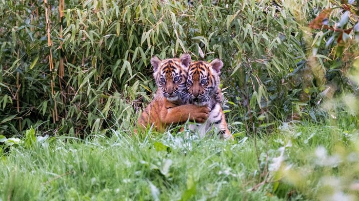 Mother of rare Sumatran tiger cubs Alif and Raya, Kasarna is pictured at Chester Zoo, Cheshire, Britain in this recent handout image obtained by Reuters on April 4, 2023. Chester Zoo/Handout via REUTERS THIS IMAGE HAS BEEN SUPPLIED BY A THIRD PARTY. NO RESALES. NO ARCHIVES. MANDATORY CREDIT.