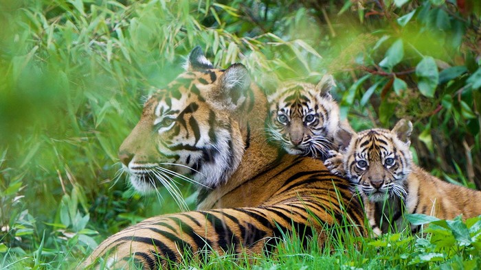 Mother of rare Sumatran tiger cubs Alif and Raya, Kasarna is pictured at Chester Zoo, Cheshire, Britain in this recent handout image obtained by Reuters on April 4, 2023. Chester Zoo/Handout via REUTERS    THIS IMAGE HAS BEEN SUPPLIED BY A THIRD PARTY. NO RESALES. NO ARCHIVES. MANDATORY CREDIT.