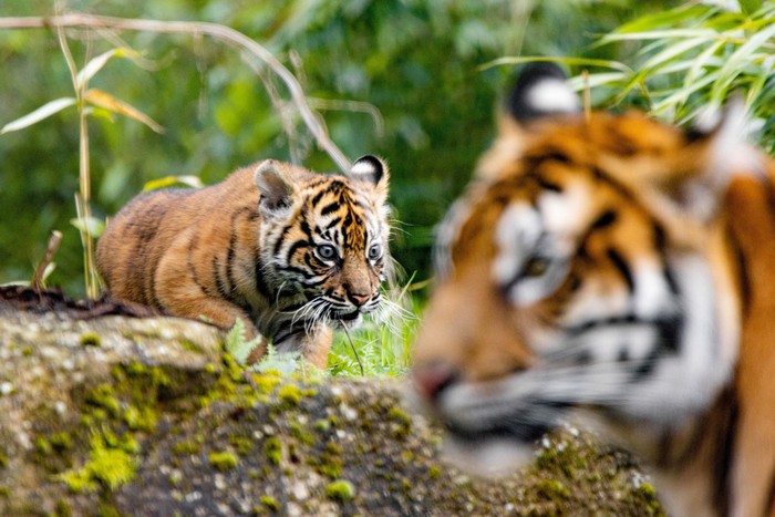 Mother of rare Sumatran tiger cubs Alif and Raya, Kasarna is pictured at Chester Zoo, Cheshire, Britain in this recent handout image obtained by Reuters on April 4, 2023. Chester Zoo/Handout via REUTERS    THIS IMAGE HAS BEEN SUPPLIED BY A THIRD PARTY. NO RESALES. NO ARCHIVES. MANDATORY CREDIT.