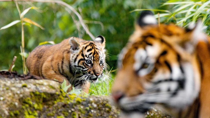 Mother of rare Sumatran tiger cubs Alif and Raya, Kasarna is pictured at Chester Zoo, Cheshire, Britain in this recent handout image obtained by Reuters on April 4, 2023. Chester Zoo/Handout via REUTERS    THIS IMAGE HAS BEEN SUPPLIED BY A THIRD PARTY. NO RESALES. NO ARCHIVES. MANDATORY CREDIT.