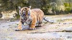Alif dan Raya, Harimau Sumatera Penghuni Baru Kebun Binatang Inggris