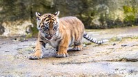 Para ahli di kebun binatang Chester memberi nama khas Indonesia. Alif, diambil dari nama yang cukup populer di Indonesia Sedangkan Raya, diambil dari nama Gunung Raya di Sumatera.
