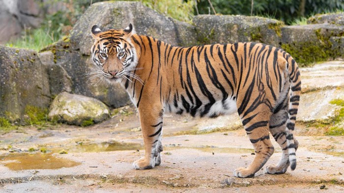 Mother of rare Sumatran tiger cubs Alif and Raya, Kasarna is pictured at Chester Zoo, Cheshire, Britain in this recent handout image obtained by Reuters on April 4, 2023. Chester Zoo/Handout via REUTERS    THIS IMAGE HAS BEEN SUPPLIED BY A THIRD PARTY. NO RESALES. NO ARCHIVES. MANDATORY CREDIT.