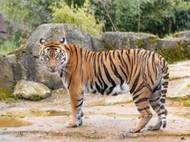 Tewasnya Penjaga Kebun Binatang, Diterkam Harimau gegara Lupa Tutup Pintu