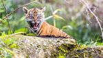 Alif dan Raya, Harimau Sumatera Penghuni Baru Kebun Binatang Inggris