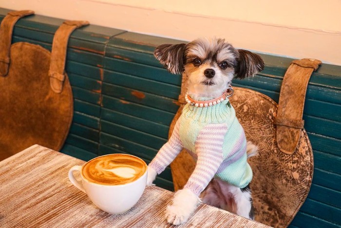 Bikin Gemas! 10 Pose Makan Mewah ‘Tinkerbelle’, Anjing Selebgram yang Modis Bikin Gemas! 10 Pose Makan Mewah ‘Tinkerbelle’, Anjing Selebgram yang Modis