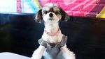 Bikin Gemas! 10 Pose Makan Mewah Tinkerbelle, Anjing Selebgram yang Modis