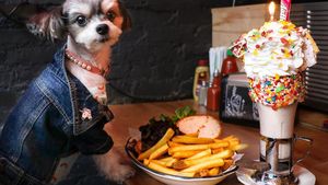 Bikin Gemas! 10 Pose Makan Mewah Tinkerbelle, Anjing Selebgram yang Modis