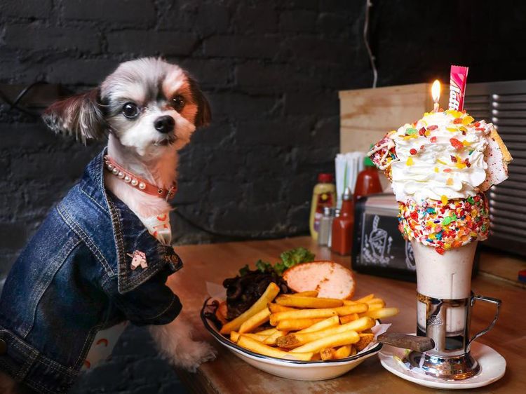 Bikin Gemas! 10 Pose Makan Mewah Tinkerbelle, Anjing Selebgram yang Modis