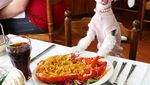 Bikin Gemas! 10 Pose Makan Mewah Tinkerbelle, Anjing Selebgram yang Modis