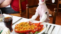 Berlibur ke Italia, Tinkerbelle sempat makan lobster dengan isian pasta dan segelas minuman bersoda dingin. Yummy! Foto: Instagram @tinkerbellethedog