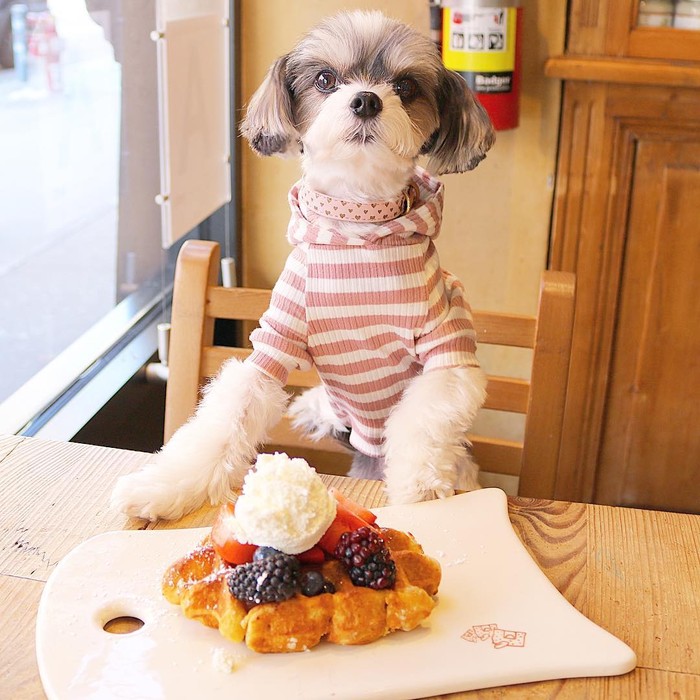 Bikin Gemas! 10 Pose Makan Mewah ‘Tinkerbelle’, Anjing Selebgram yang Modis Bikin Gemas! 10 Pose Makan Mewah ‘Tinkerbelle’, Anjing Selebgram yang Modis