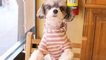 Bikin Gemas! 10 Pose Makan Mewah Tinkerbelle, Anjing Selebgram yang Modis