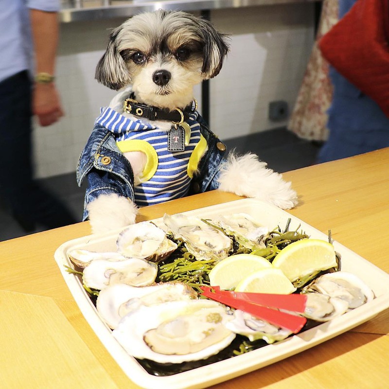 Bikin Gemas! 10 Pose Makan Mewah ‘Tinkerbelle’, Anjing Selebgram yang Modis