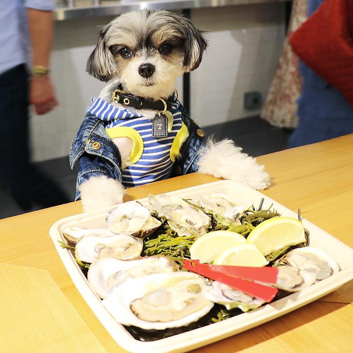Bikin Gemas! 10 Pose Makan Mewah ‘Tinkerbelle’, Anjing Selebgram yang Modis Bikin Gemas! 10 Pose Makan Mewah ‘Tinkerbelle’, Anjing Selebgram yang Modis