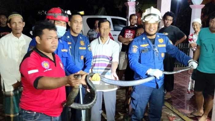 Evakuasi kobra yang masuk ke rumah warga di Trenggalek