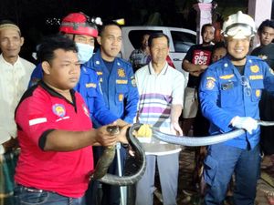 King Kobra 2,5 Meter Teror Rumah Warga Trenggalek