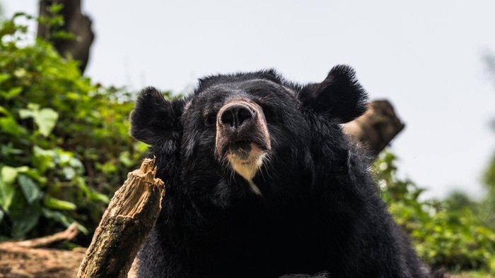 Jepang menjajakan daging beruang untuk khalayak umum melalui mesin penjual otomatis