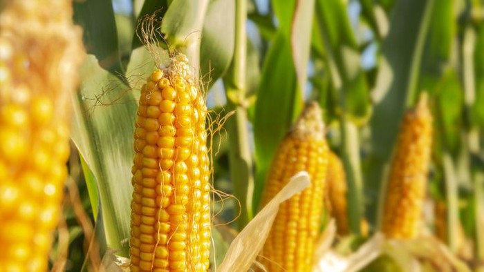 7 Manfaat Rutin Konsumsi Jagung Manis, Bisa Bikin Kulit Mulus!