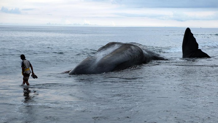 PAUS SPERMA TERDAMPAR DI KARANGASEM BALI Warga memotret bangkai Paus Sperma (Physeter macrocephalus) yang terdampar di Pantai Yeh Malet, Karangasem, Bali, Rabu (5/4/2023). Pihak Balai Konservasi Sumber Daya Alam (BKSDA) Kabupaten Karangasem menyebut Paus Sperma yang berukuran panjang tubuh 18,2 meter dan lingkar badan 8 meter tersebut ditemukan terdampar pada pukul 14.00 Wita dengan kondisi mati. ANTARA FOTO/Nyoman Hendra Wibowo/aww.