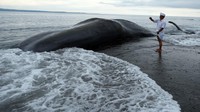 Paus tersebut memiliki panjang 18,2 meter dengan lingkar badan mencapai 8 meter.